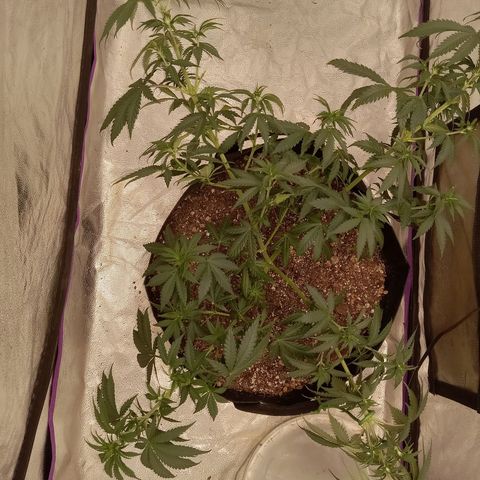 Hazey growlog photo: Laid her down so middle can catch up