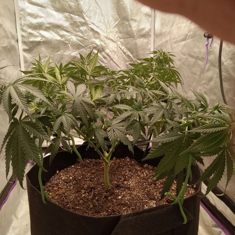 Hazey growlog photo: Laid her down so middle can catch up