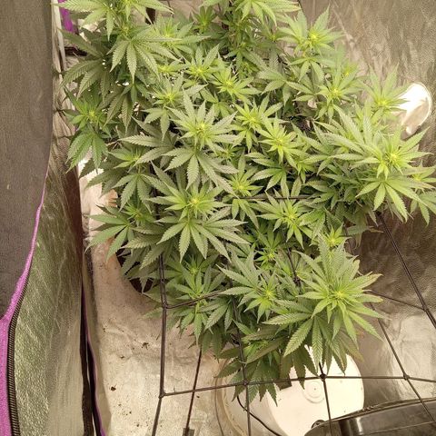 Hazey growlog timeline photo