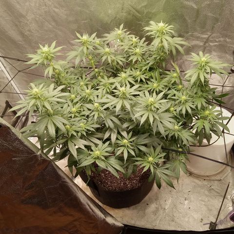 Hazey growlog photo: Got something started 