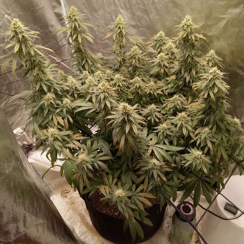 Hazey growlog timeline photo