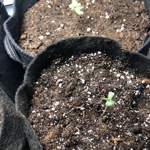 Shogun growlog photo: La deuxième paire de feuilles et sortie !!