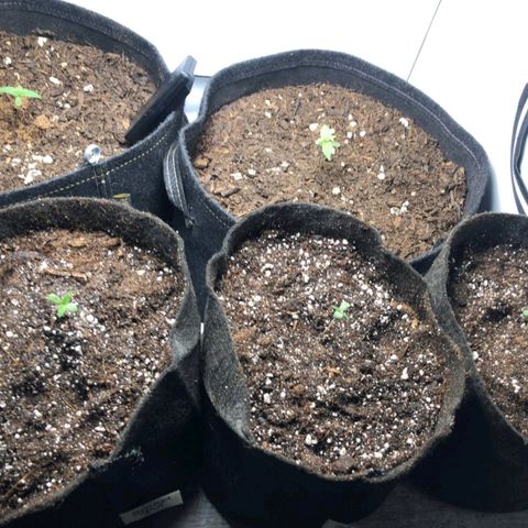 Shogun growlog photo: La deuxième paire de feuilles et sortie !!