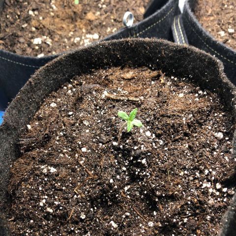 Shogun growlog photo: La deuxième paire de feuilles et sortie !!