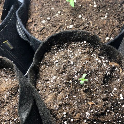 Shogun growlog timeline photo