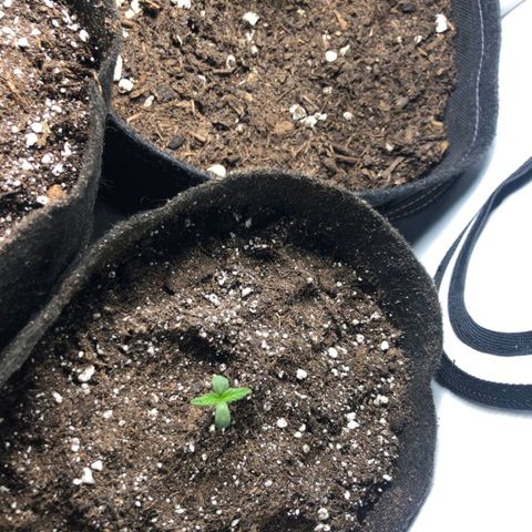 Shogun growlog timeline photo