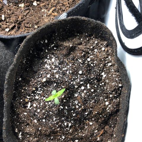 Shogun growlog timeline photo