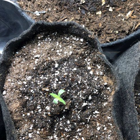 Shogun growlog timeline photo