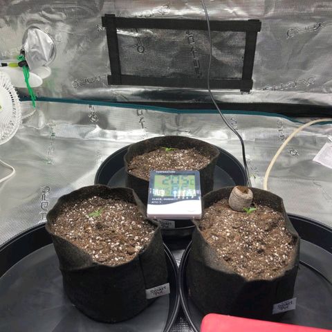 Shogun growlog timeline photo