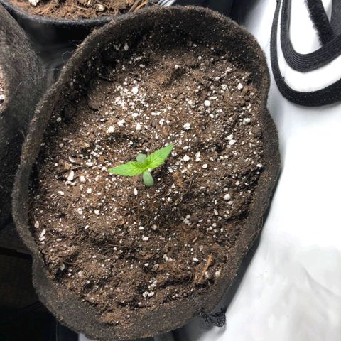Shogun growlog timeline photo