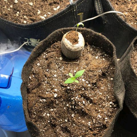 Shogun growlog timeline photo