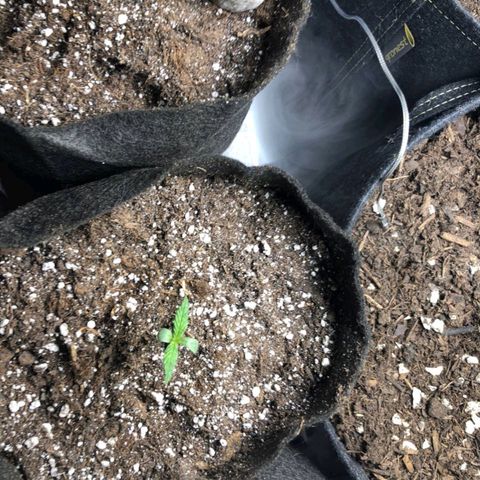 Shogun growlog timeline photo