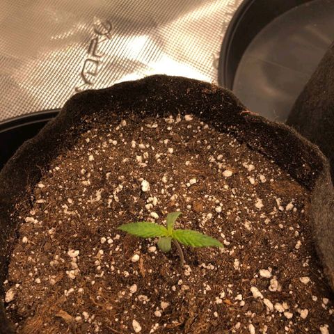Shogun growlog timeline photo
