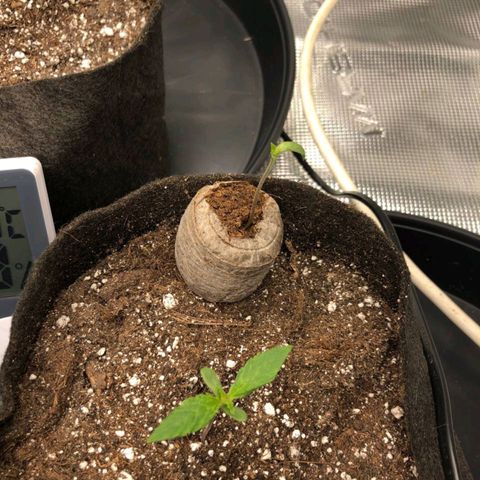 Shogun growlog timeline photo