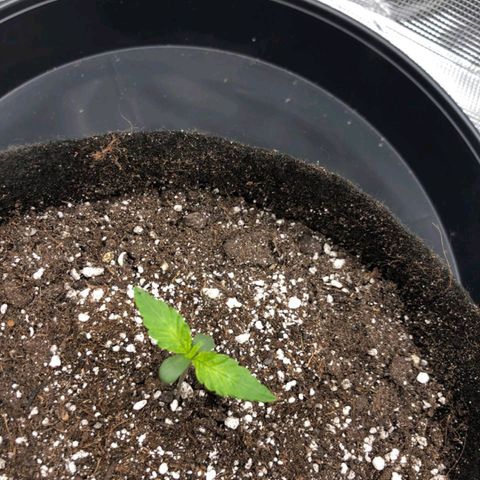 Shogun growlog timeline photo