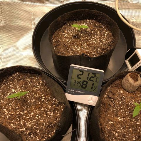 Shogun growlog timeline photo