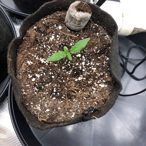 Shogun growlog timeline photo