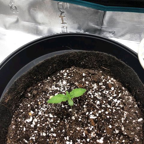 Shogun growlog timeline photo