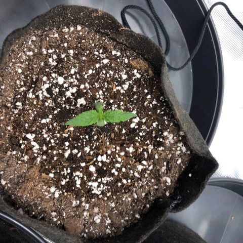 Shogun growlog timeline photo
