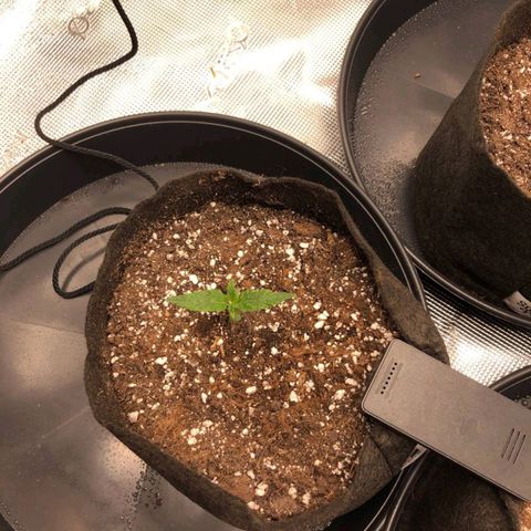 Shogun growlog timeline photo