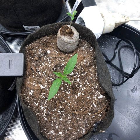 Shogun growlog timeline photo