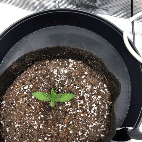Shogun growlog timeline photo