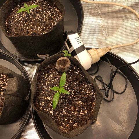 Shogun growlog timeline photo