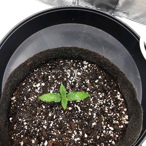 Shogun growlog timeline photo
