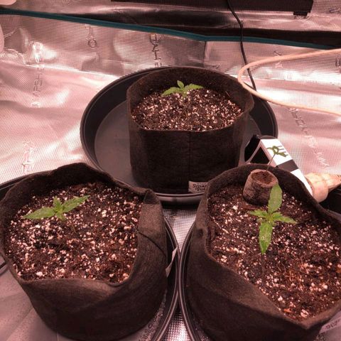 Shogun growlog timeline photo