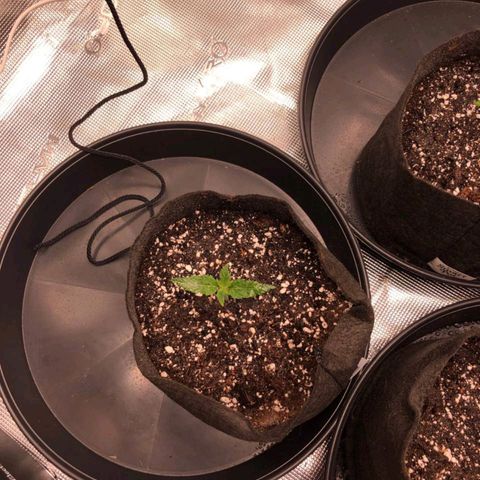 Shogun growlog timeline photo