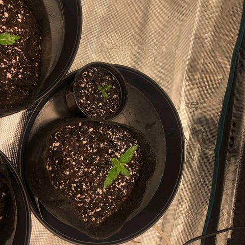 Shogun growlog timeline photo