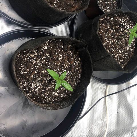 Shogun growlog timeline photo