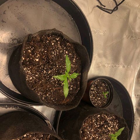 Shogun growlog timeline photo