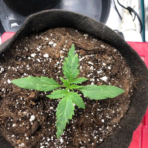 Shogun growlog photo: Elles ont considérablement poussé cette nuit pour notre plus grand plaisir 