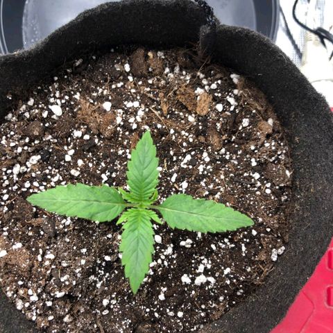 Shogun growlog photo: Elles ont considérablement poussé cette nuit pour notre plus grand plaisir 
