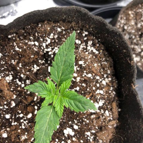 Shogun growlog photo: Elles ont considérablement poussé cette nuit pour notre plus grand plaisir 