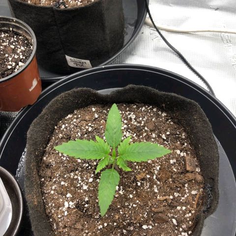 Shogun growlog timeline photo