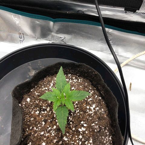 Shogun growlog timeline photo