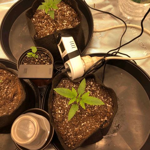 Shogun growlog timeline photo