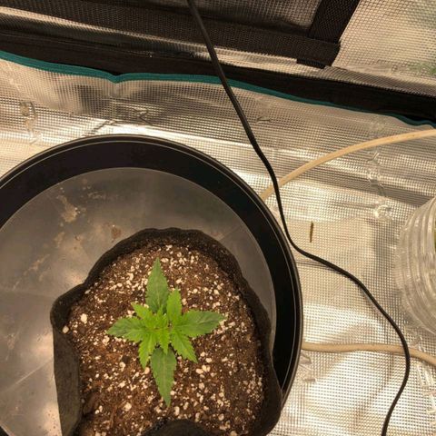Shogun growlog timeline photo