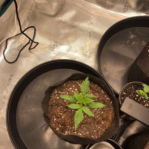 Shogun growlog timeline photo