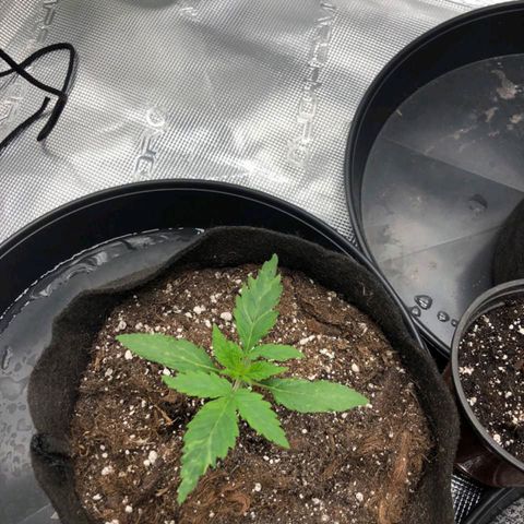 Shogun growlog timeline photo