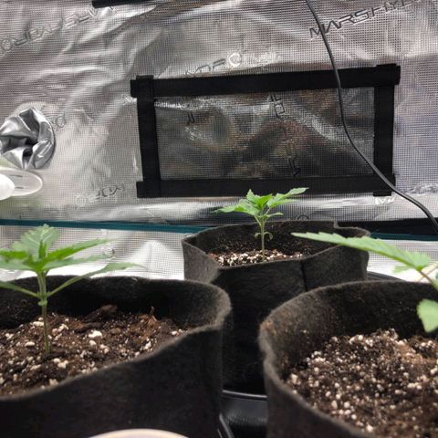 Shogun growlog timeline photo