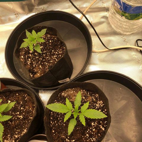 Shogun growlog timeline photo