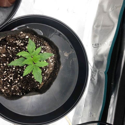 Shogun growlog timeline photo
