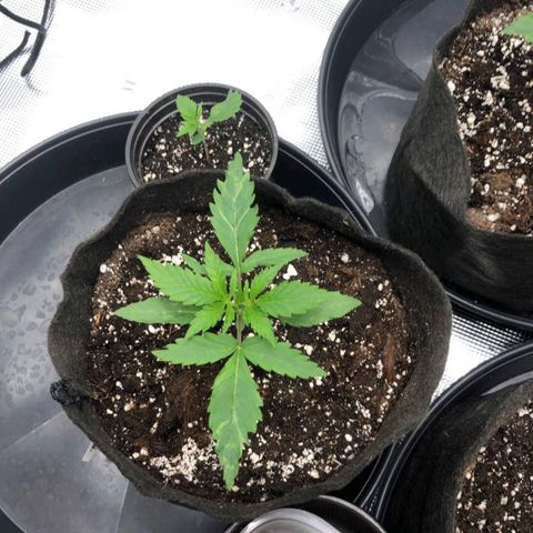 Shogun growlog timeline photo