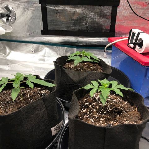 Shogun growlog timeline photo