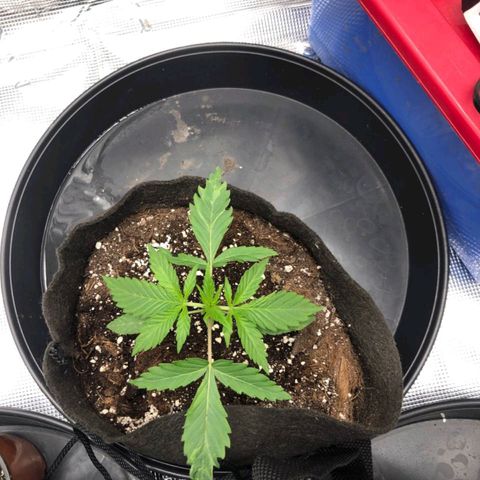 Shogun growlog timeline photo