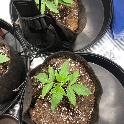 Shogun growlog timeline photo