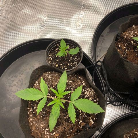 Shogun growlog timeline photo